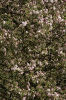 Apple blossom in Berschis, Switzerland, flowering, fruit, spring, blossom, apple, flums, alps, mountains, pink, switzerland, orchard, europe, tree