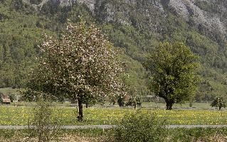 Apple blossom in Berschis, Switzerland, flowering, fruit, spring, blossom, apple, flums, alps, mountains, pink, switzerland, orchard, europe, tree