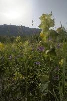 dse_001921_6066523_2020_05_22_10_01_52_28_01_00_.jpg