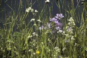 Backlit harebells (unknown) in Flums, Switzerland, flums, grisons, flower-rich, flower, harebells, pasture, swizterland, summer, europe, meadow, blue, campanula