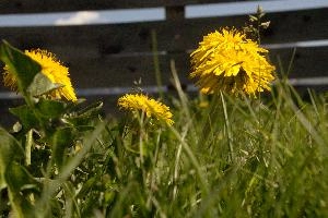 Caltha palustris, garden, flora, flower, taraxacum, edible, dandelion, europe, yellow, switzerland, lawn, compositae, wildflower, officinalis, weed, asteraceae