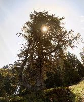Alpine Larch, alps, woods, pine, meadow, flumserberg, europe, switzerland, schönhalden, forest, tree