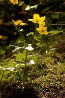 Caltha palustris, alps, yellow, marigold, damp, blossom, meadow, beautiful, switzerland, nature, palustris, europe, bloom, caltha, woods, macro, spring, floral, season, flora, schönhalden, flower, marsh, plant, flowers, color, beauty