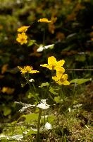 Caltha palustris, alps, yellow, marigold, damp, blossom, meadow, beautiful, switzerland, nature, palustris, europe, bloom, caltha, woods, macro, spring, floral, season, flora, schönhalden, flower, marsh, plant, flowers, color, beauty
