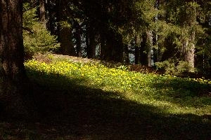 Caltha palustris, forest, palustris, marigolds, alps, wild, mountains, flumserberg, bog, switzerland, flora, clearing, damp, caltha, marsh, flowers, spring