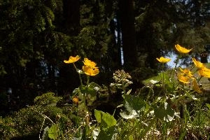 Caltha palustris, alps, yellow, marigold, damp, blossom, meadow, beautiful, switzerland, nature, palustris, europe, bloom, caltha, woods, macro, spring, floral, season, flora, schönhalden, flower, marsh, plant, flowers, color, beauty