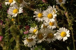 Alpine Daisies, alps, leucanthemum, daisies, river, compositae, schils, europe, vulgare, switzerland, asteraceae, flums, flower, sunlight, meadow, ox-eye, bank, white, wildflower, summer