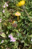 dsc_177672.jpg