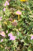 dsc_177677.jpg