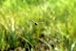 dsc_178812.jpg