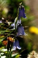 dsc_178866.jpg