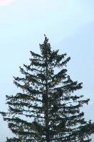 Alpine nutcracker (Caryocacactes nucifrage) on Flumserberg, Switzerland, null