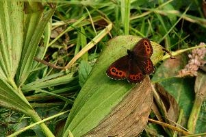 Alpine Brown Butterfly, butterfly, switzerland, alpine, flumserberg, walenstadt, brown