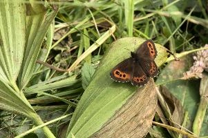 Alpine Brown, butterfly, switzerland, alpine, flumserberg, walenstadt, brown