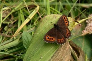 Alpine Brown Butterfly, butterfly, switzerland, alpine, flumserberg, walenstadt, brown