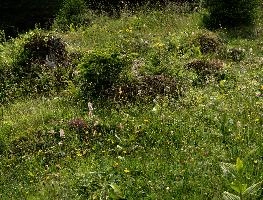 Alpine Meadow, alpine, switzerland, flumserberg, walenstadt, meadow