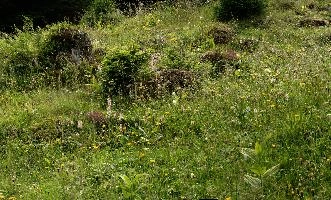 Alpine Meadow, alpine, switzerland, flumserberg, walenstadt, meadow