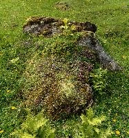 Alpine Rock, meadow, switzerland, flumserberg, walenstadt, rock
