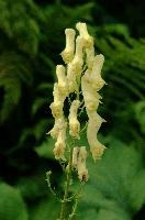 Alpine Flower, flower, switzerland, pale, flumserberg, walenstadt, yellow
