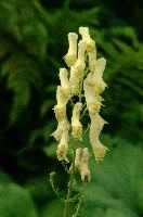 Alpine Flower, flower, switzerland, pale, flumserberg, walenstadt, yellow
