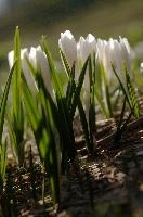 Alpine Crocus,  alpine crocus blooming on flumserberg in spring