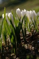 Alpine Crocus,  alpine crocus blooming on flumserberg in spring