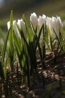 Alpine Crocus,  alpine crocus blooming on flumserberg in spring