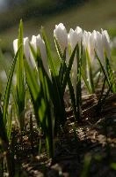 Alpine Crocus,  alpine crocus blooming on flumserberg in spring