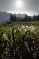 Alpine Crocus,  alpine crocus blooming on flumserberg in spring