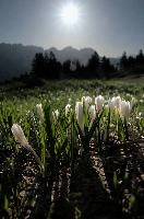 Alpine Crocus,  alpine crocus blooming on flumserberg in spring