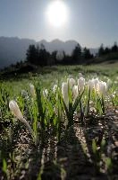 Alpine Crocus,  alpine crocus blooming on flumserberg in spring