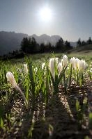 Alpine Crocus,  alpine crocus blooming on flumserberg in spring