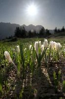 Alpine Crocus,  alpine crocus blooming on flumserberg in spring