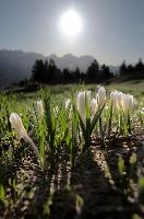 Alpine Crocus,  alpine crocus blooming on flumserberg in spring
