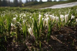 Alpine Crocus,  alpine crocus blooming on flumserberg in spring