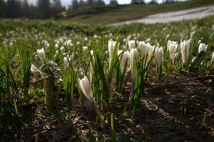 Alpine Crocus,  alpine crocus blooming on flumserberg in spring