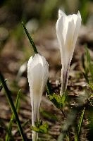 Alpine Crocus,  alpine crocus blooming on flumserberg in spring