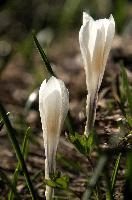Alpine Crocus,  alpine crocus blooming on flumserberg in spring