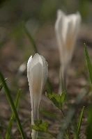 dsc_259189.jpg