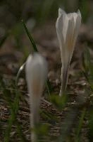 dsc_259190.jpg