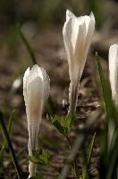 Alpine Crocus,  alpine crocus blooming on flumserberg in spring