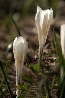 Alpine Crocus,  alpine crocus blooming on flumserberg in spring