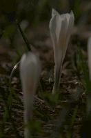 dsc_259197.jpg