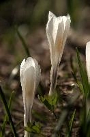 Alpine Crocus,  alpine crocus blooming on flumserberg in spring