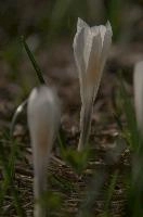 dsc_259202.jpg