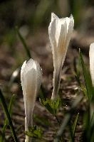 Alpine Crocus,  alpine crocus blooming on flumserberg in spring
