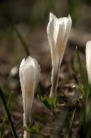 Alpine Crocus,  alpine crocus blooming on flumserberg in spring