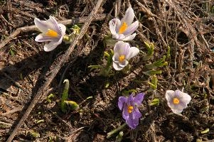Alpine Crocus,  alpine crocus blooming on flumserberg in spring