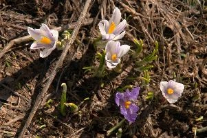 Alpine Crocus,  alpine crocus blooming on flumserberg in spring