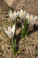 Alpine Crocus, null